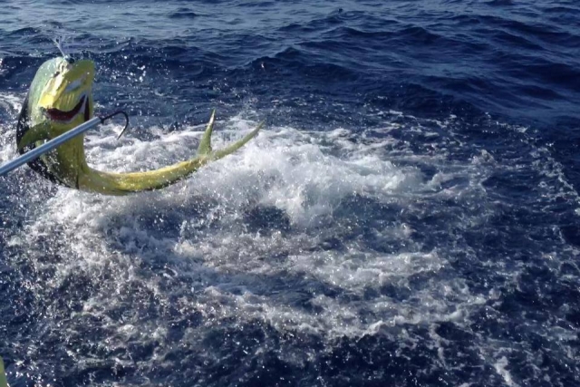 Capturando un dorado